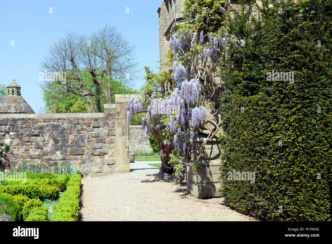 Avec glycine fleurs suspendues sur des murs en pierre dans un petit jardin, sur une journée ensoleillée . Banque D'Images