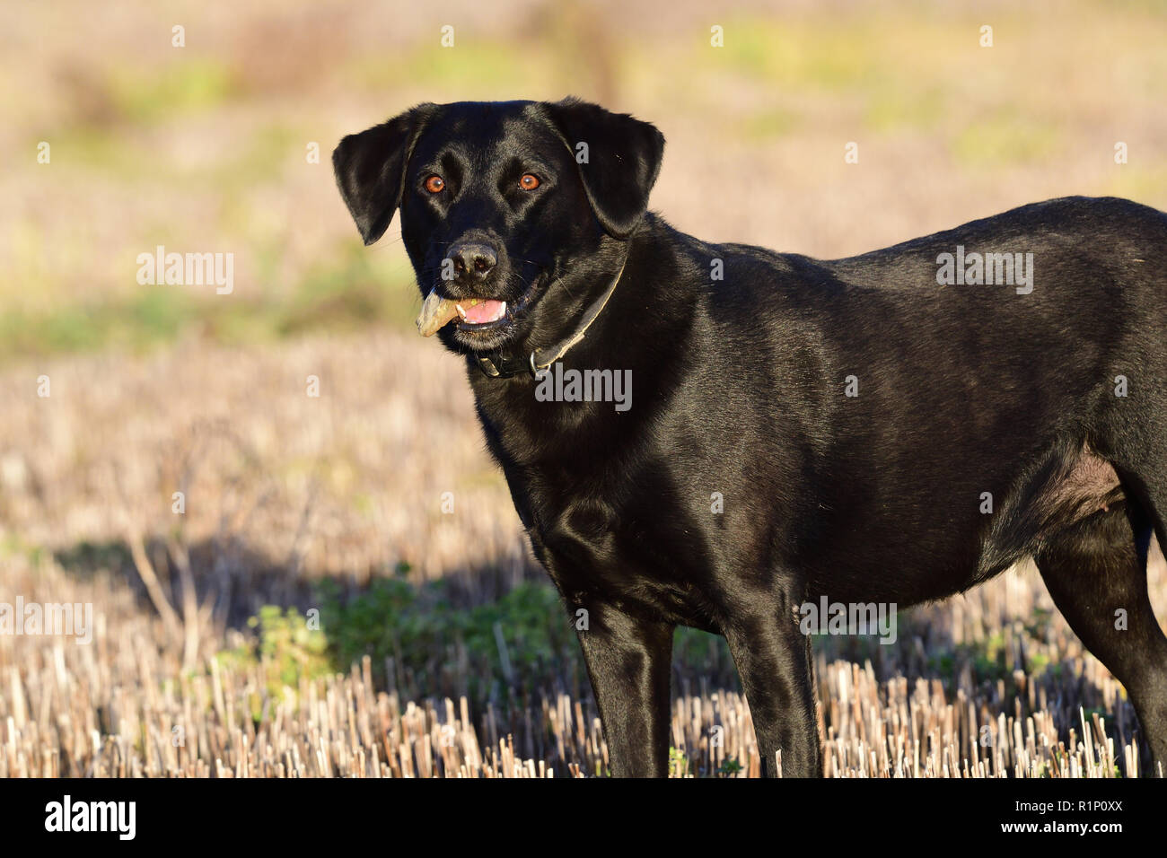 Portrait of a cute black Labrador retreiver debout dans un champ avec une pierre dans la bouche de c Banque D'Images