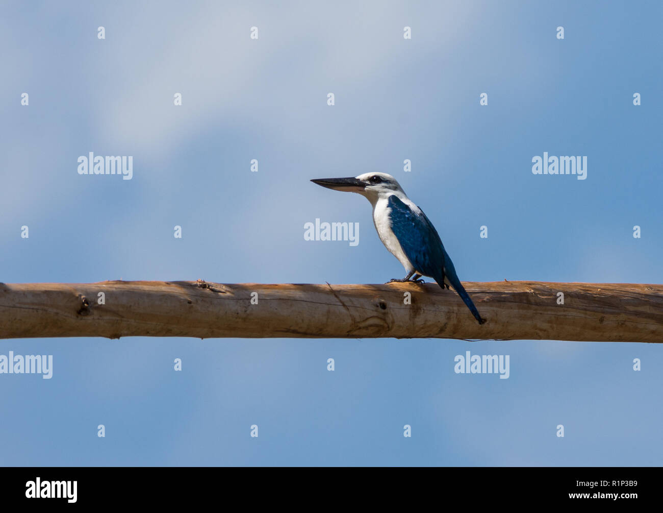Une plage de sable blanc et bleu (Kingfisher Todiramphus saurophagus) dans la nature. L'île de Waigeo, Raja Ampat, en Indonésie. Banque D'Images