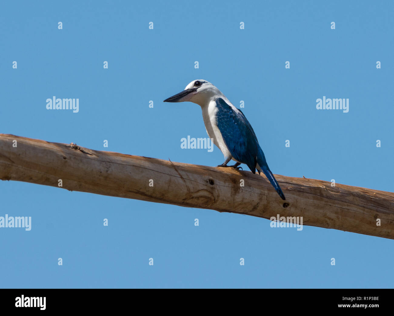 Une plage de sable blanc et bleu (Kingfisher Todiramphus saurophagus) dans la nature. L'île de Waigeo, Raja Ampat, en Indonésie. Banque D'Images