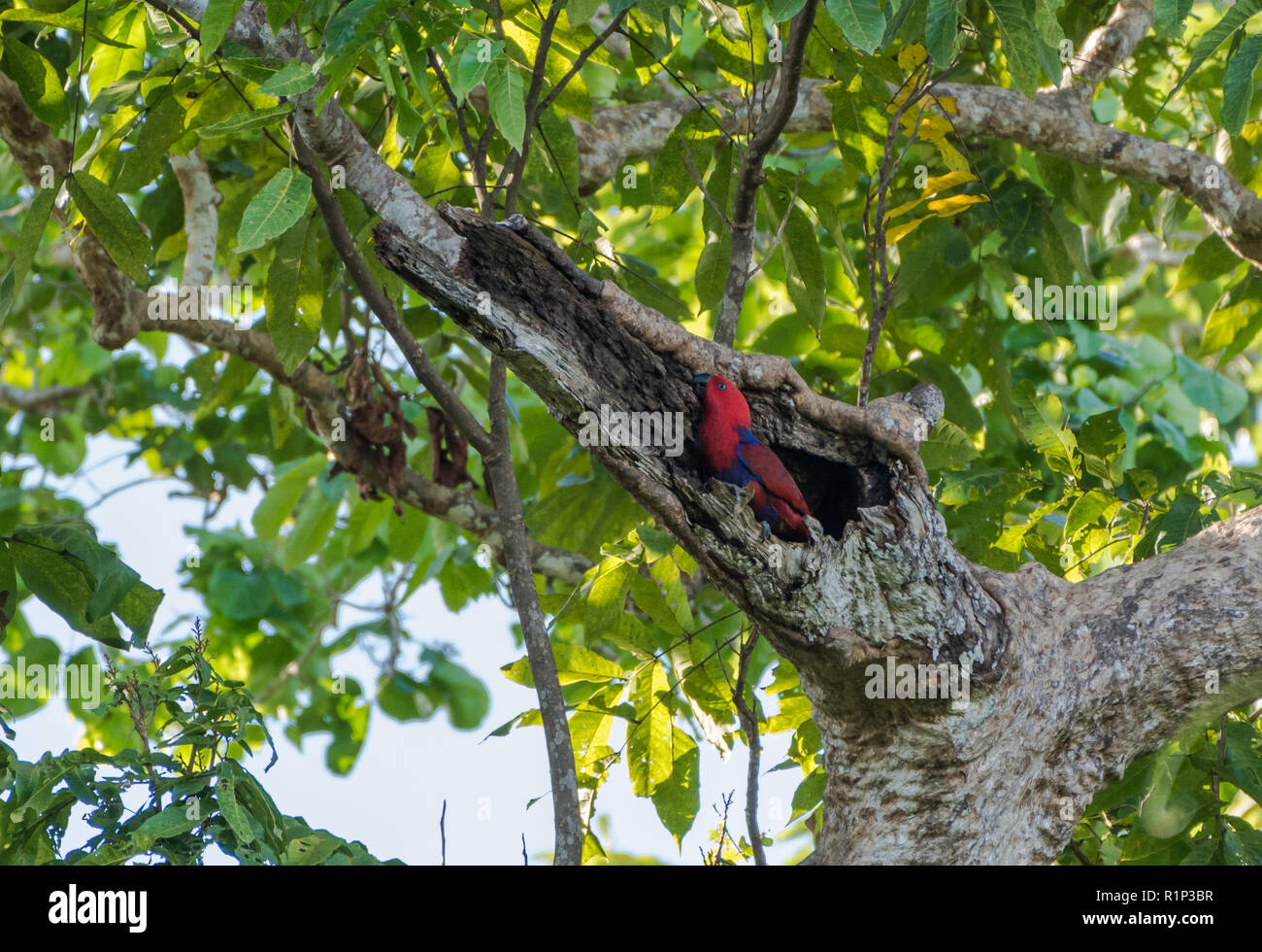 Un mâle Eclectus roratus Eclectus Parrot () à l'intérieur de son trou de nidification. L'île de Waigeo, Raja Ampat, en Indonésie. Banque D'Images