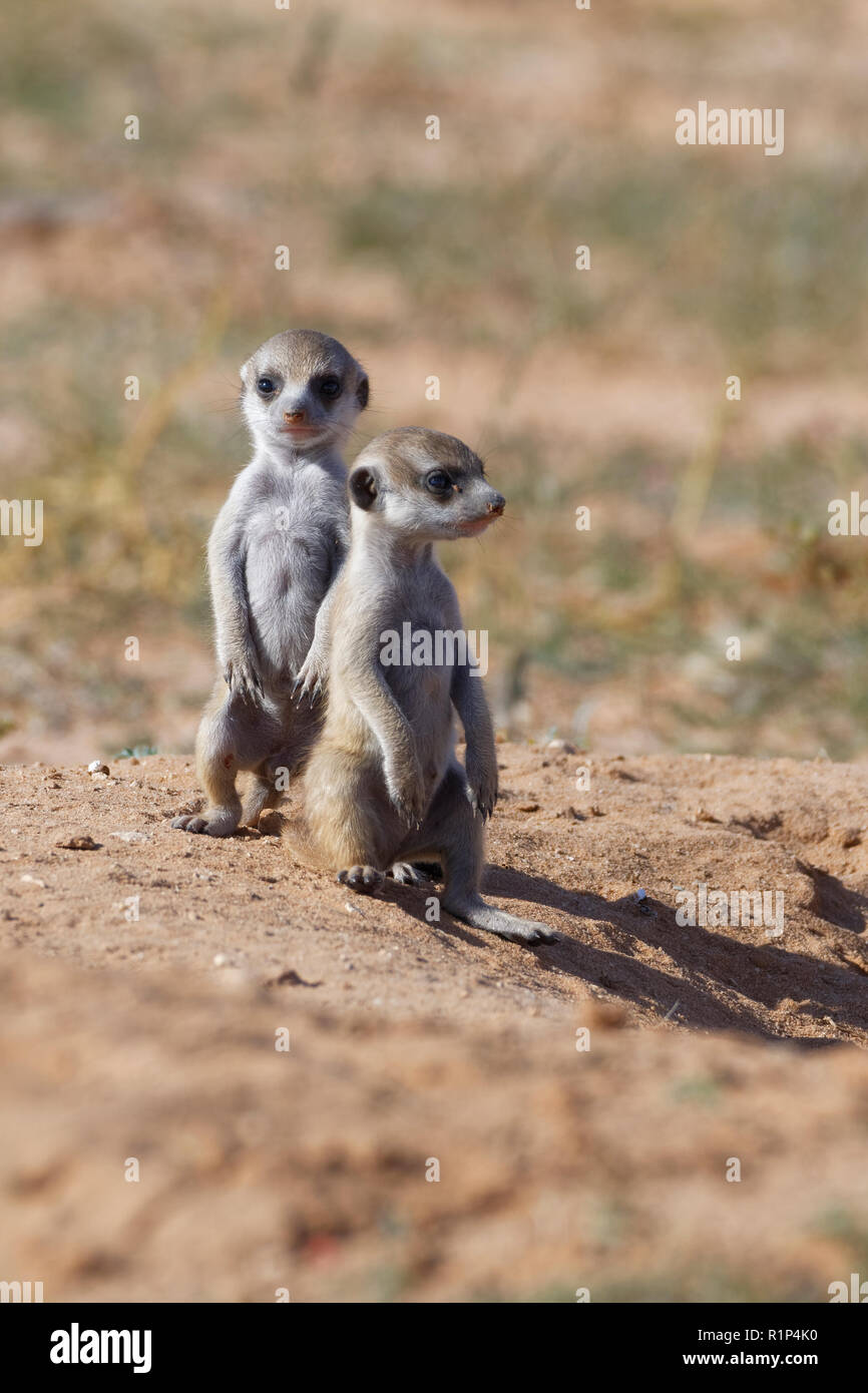 Les suricates (Suricata suricatta), deux jeunes hommes debout à burrow, looking out, Kgalagadi Transfrontier Park, Northern Cape, Afrique du Sud, l'Afrique Banque D'Images