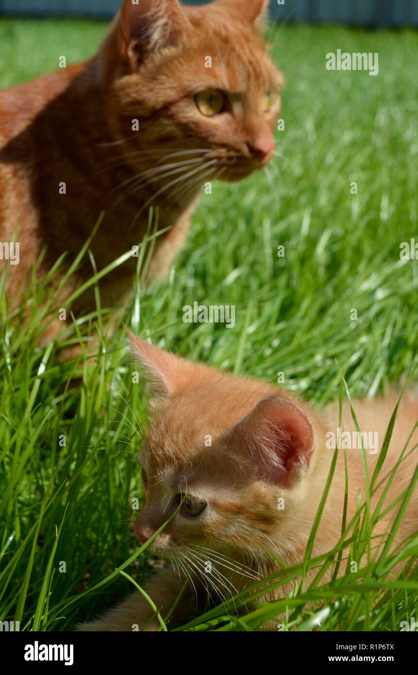 Moelleux Orange Chaton Cache Dans L Herbe Verte Sur Une Journee D Ete Gros Gros Yeux Ronds L Air De L Avant Maman Chat Chaton Et Ses Gardes Attentif Aroun Photo Stock Alamy