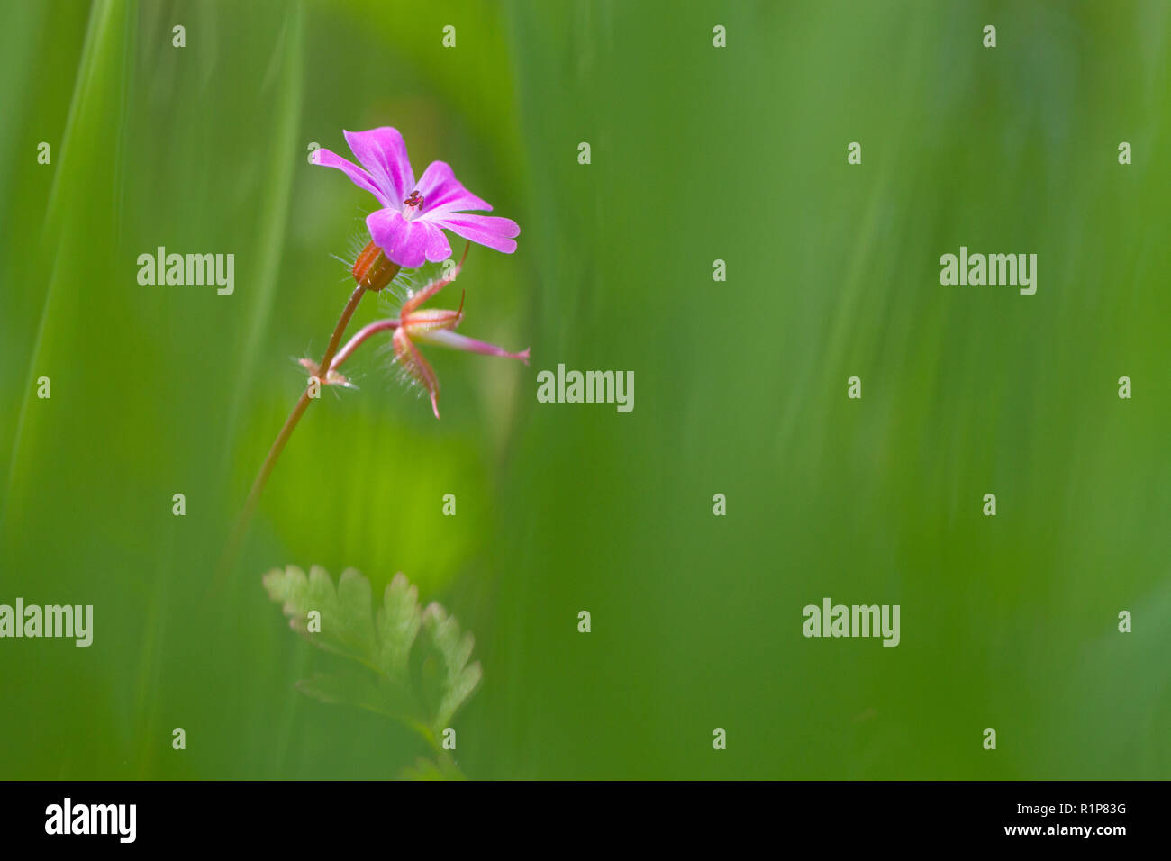 Herb Robert (Geranium robertianum) floraison. Powys, Pays de Galles. Mai. Banque D'Images