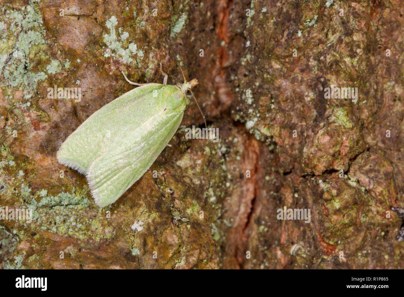 Tordeuse du chêne vert (Tortrix viridana) papillon adulte reposant sur l'écorce d'un arbre. Powys, Pays de Galles. Mai. Banque D'Images