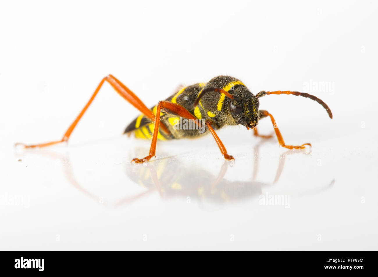 Wasp beetle (Clytus arietis) adulte, insecte photographié sur un fond blanc. Powys, Pays de Galles. De juin. Banque D'Images