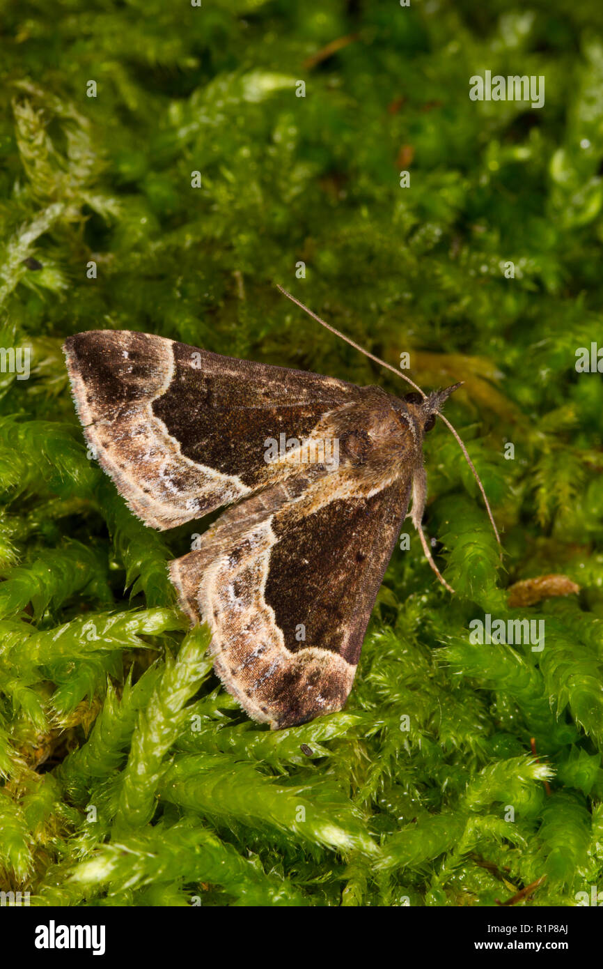 Belle (Hypena crassalis museau) papillon adulte reposant sur la mousse. Powys, Pays de Galles. De juin. Banque D'Images