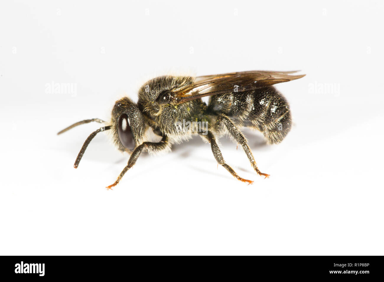 Foncé lisse Stelis phaeoptera (BEE) femelle adulte, insecte photographié sur un fond blanc. Powys, Pays de Galles. De juin. Banque D'Images