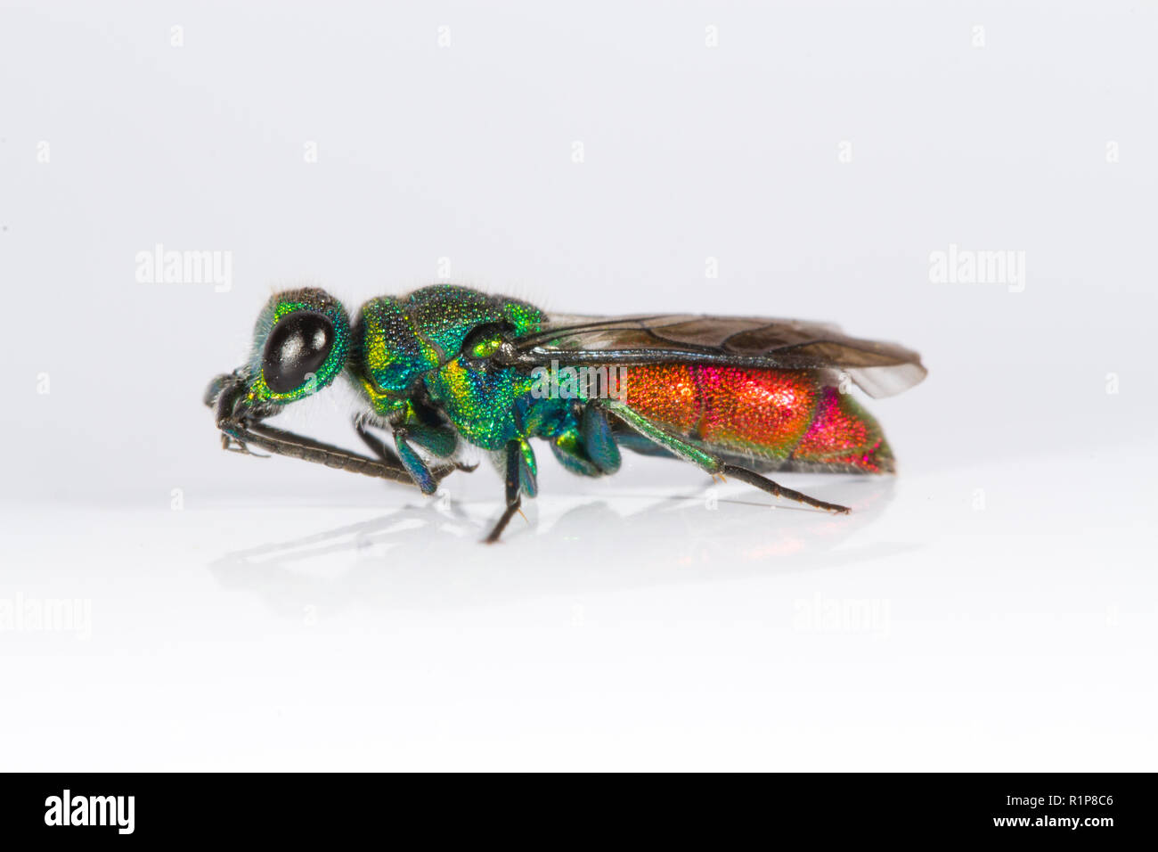 Ruby-tailed wasp (Chrysis sp.) femelle adulte. Insecte photographié sur un fond blanc tout en nettoyant son antaennae. Powys, Pays de Galles. De juin. Banque D'Images