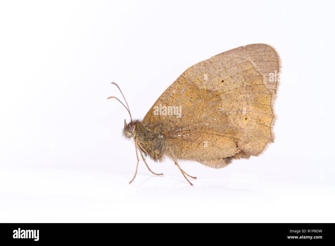 (Maniola jurtina Meadow Brown) papillon adulte. Insectes vivants photographiés sur un fond blanc. Powys, Pays de Galles. Juillet. Banque D'Images