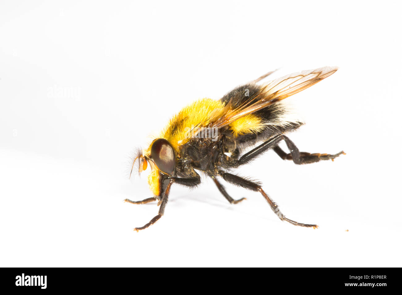 Bumblebee Hoverfly (Volucella bombylans) femelle adulte photographié sur un fond blanc. Powys, Pays de Galles. Juillet. Banque D'Images