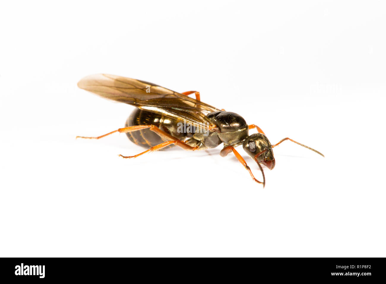 (Formica lemani ant noir ailé) reine adultes ou alate photographié sur un fond blanc. Powys, Pays de Galles. Juillet. Banque D'Images