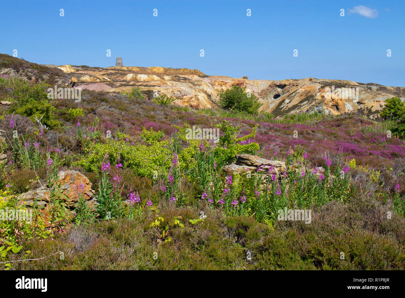 Bruyère cendrée (Erica cinerea) floraison sur la lande à Parys mine de cuivre, la montagne, Holyhead, Anglsey au Pays de Galles. Juillet. Banque D'Images