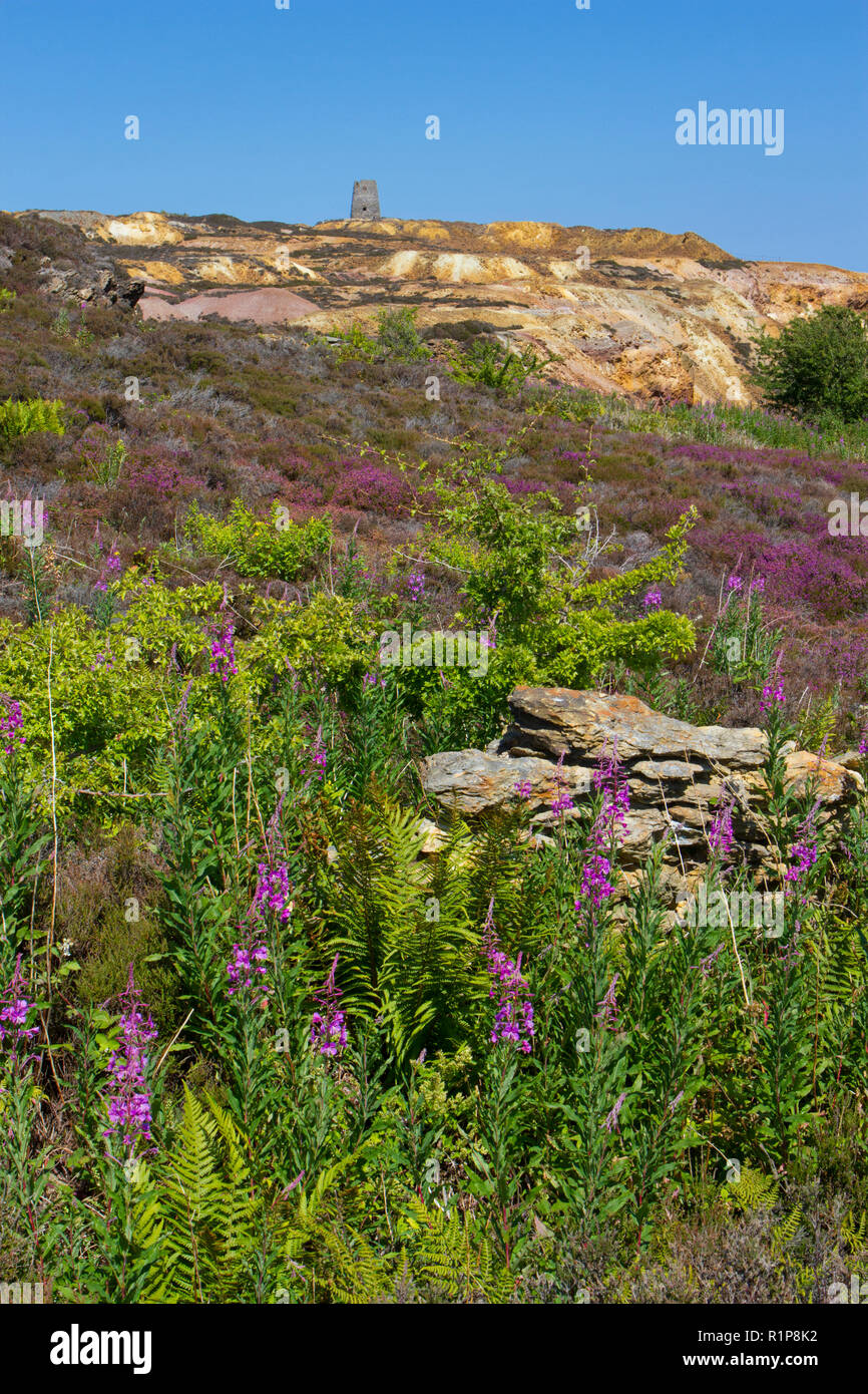 Bruyère cendrée (Erica cinerea) floraison sur la lande à Parys mine de cuivre, la montagne, Holyhead, Anglsey au Pays de Galles. Juillet. Banque D'Images