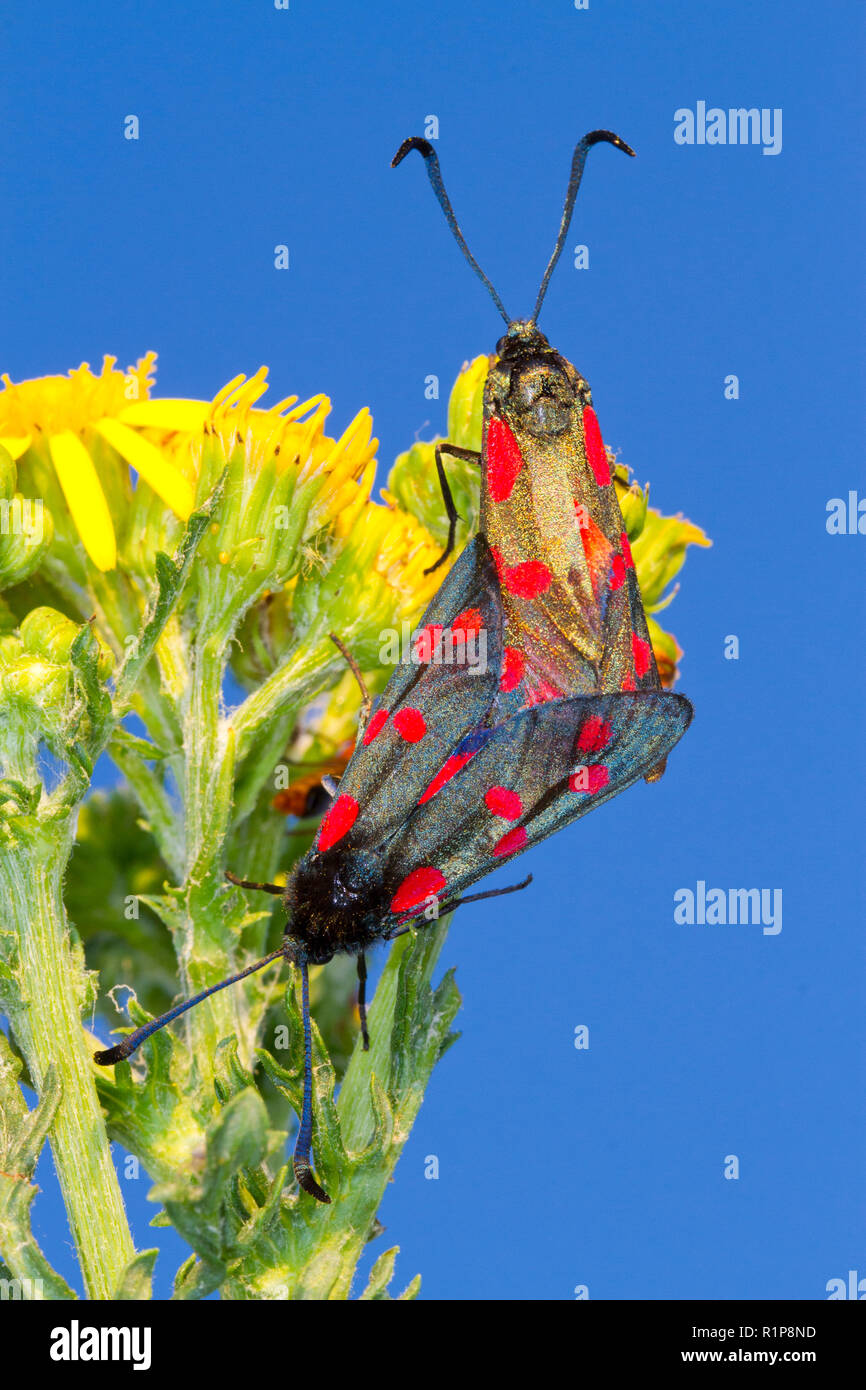 Six-spot Burnet moth (Zygaena filipendulae) paire adultes sur l'accouplement Séneçon commun (jacobaea vulgaris) fleurs. Tywyn Aberffraw, Anglesey, Pays de Galles. Juillet. Banque D'Images