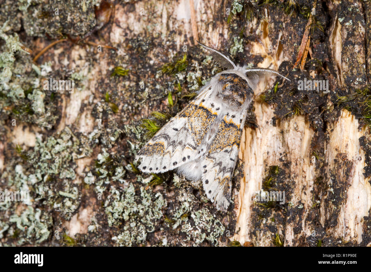 Furcula furcula citrine (chaton) papillon adulte reposant sur le bois mort. Powys, Pays de Galles. En août. Banque D'Images