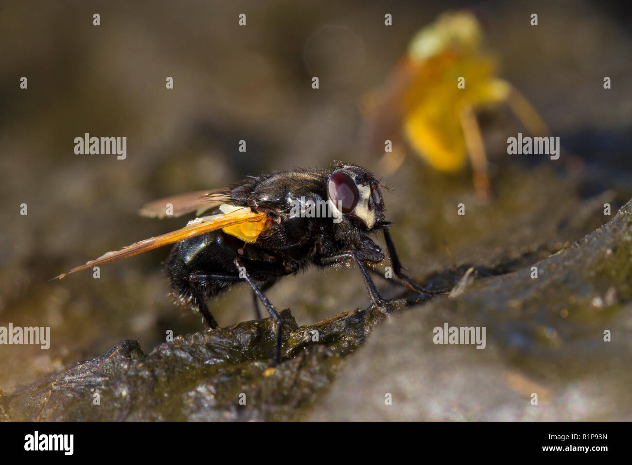 Mesembrina Meridiana fly (midi) des profils sur cowdung. Powys, Pays de Galles. Octobre. Banque D'Images