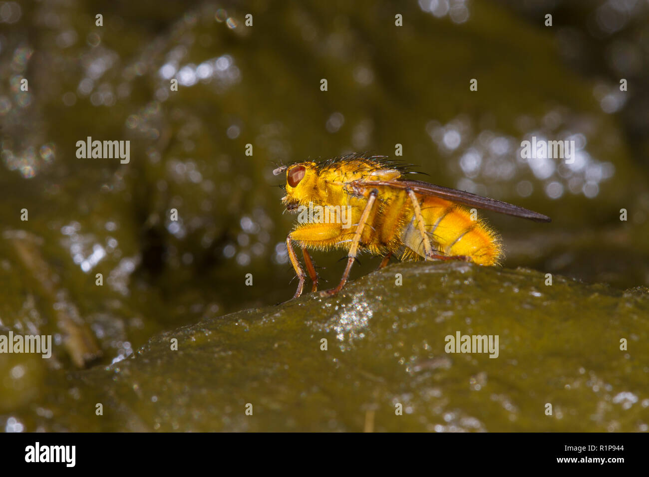 Dungfly jaune (Scathophaga stercoraria) adulte sur cowdung. Powys, Pays de Galles. Octobre. Banque D'Images