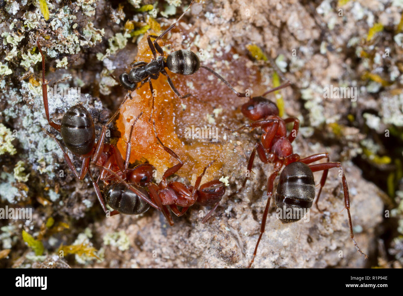 Rouge-sang de esclave Formica sanguinea (Ant) à l'alimentation des travailleurs adultes ainsi qu'un appât Formica fusca Travailleur esclave. Herefordshire en Angleterre. Octobre. Banque D'Images