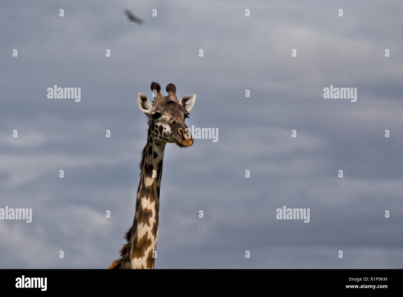 GiraffeA Naboisho girafe au Mara Conservancy dans le sud-ouest du Kenya, le 1 mai 2018. Banque D'Images