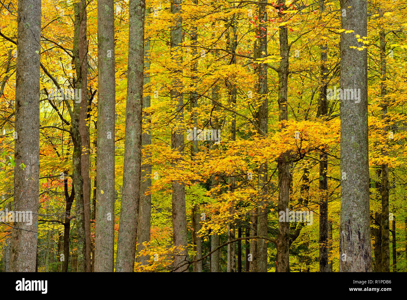 Feuillage de l'automne dans la forêt aux cheminées de pique-nique, Great Smoky Mountains National Park, California, USA Banque D'Images
