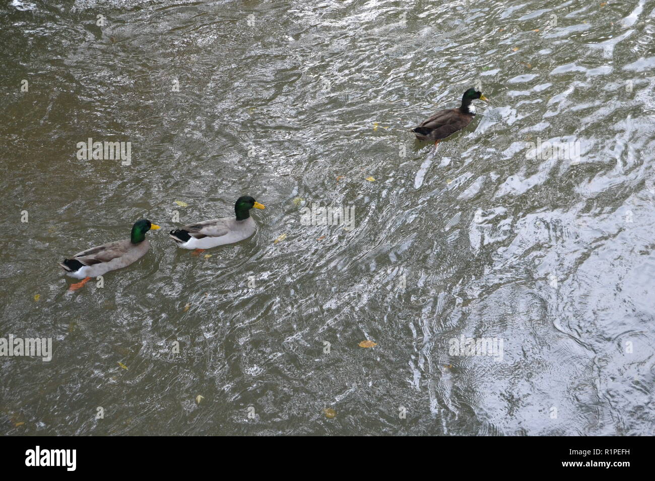 Les canards colverts nager dans le ruisseau à Sweetwater Parc Canard dans Sweetwater, TN Banque D'Images