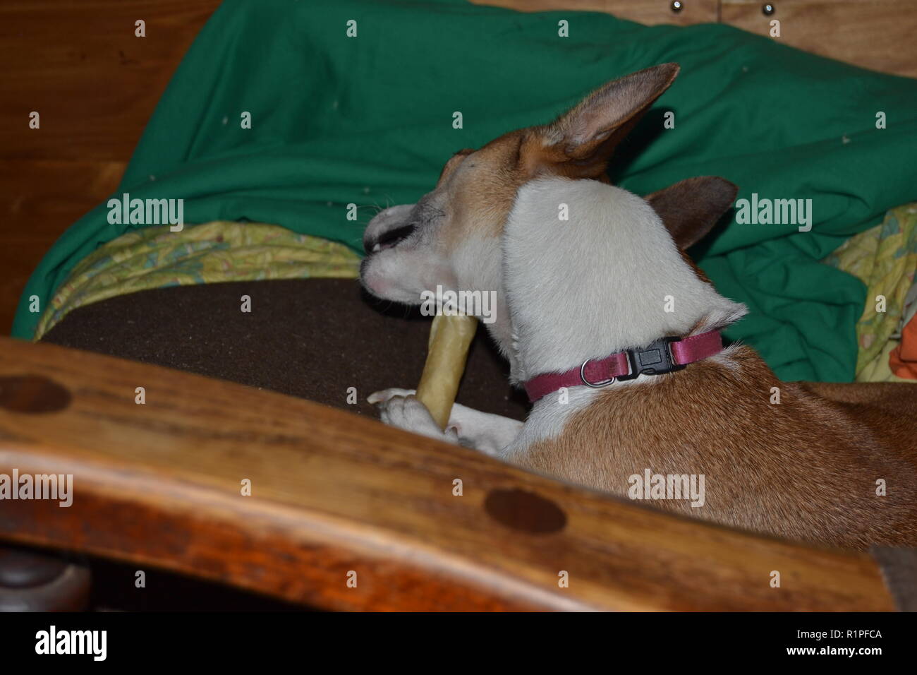 Mountain Feist chien à mâcher sur un os dans un fauteuil inclinable. Banque D'Images