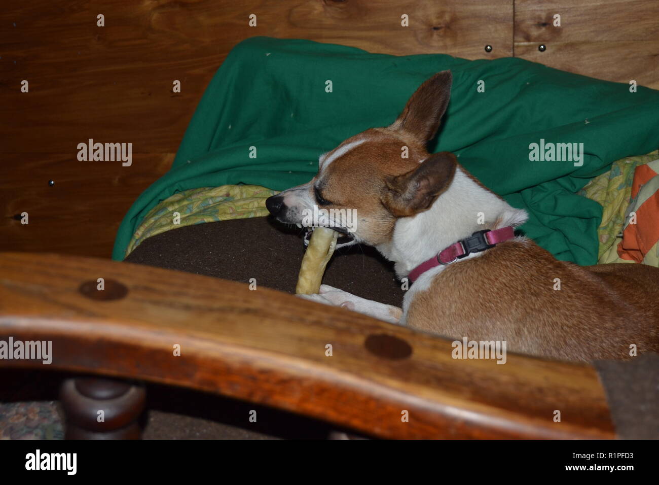 Mountain Feist chien à mâcher sur un os dans un fauteuil inclinable. Banque D'Images