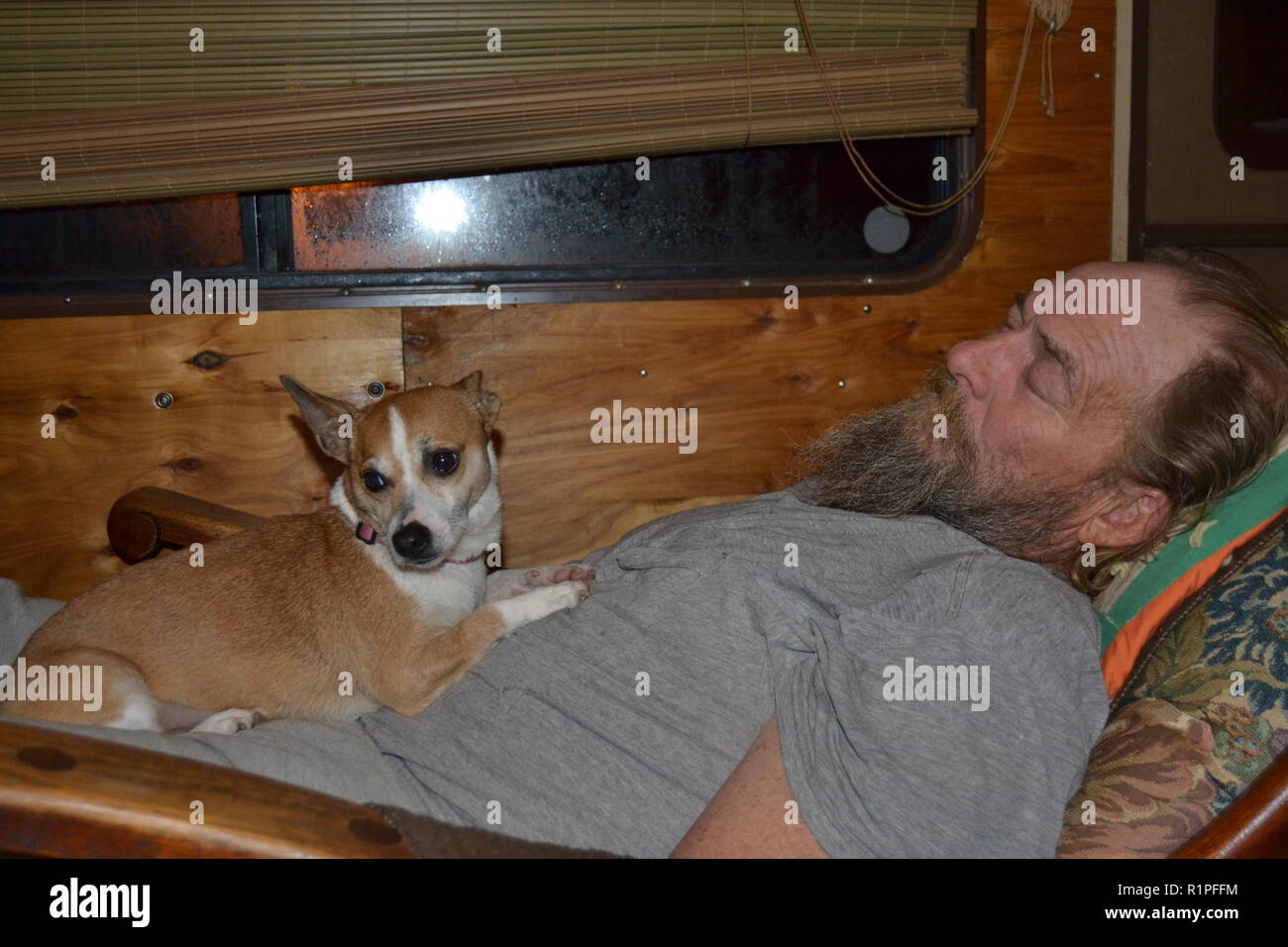 Mountain Feist chien câlins avec son propriétaire qui est en train de dormir dans un fauteuil inclinable. Banque D'Images