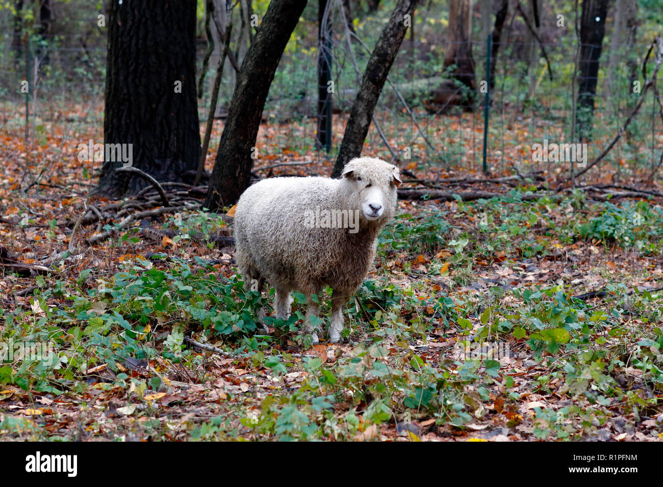 Un mouton Cotswold (Ovis bélier) dans un cadre forestier Banque D'Images