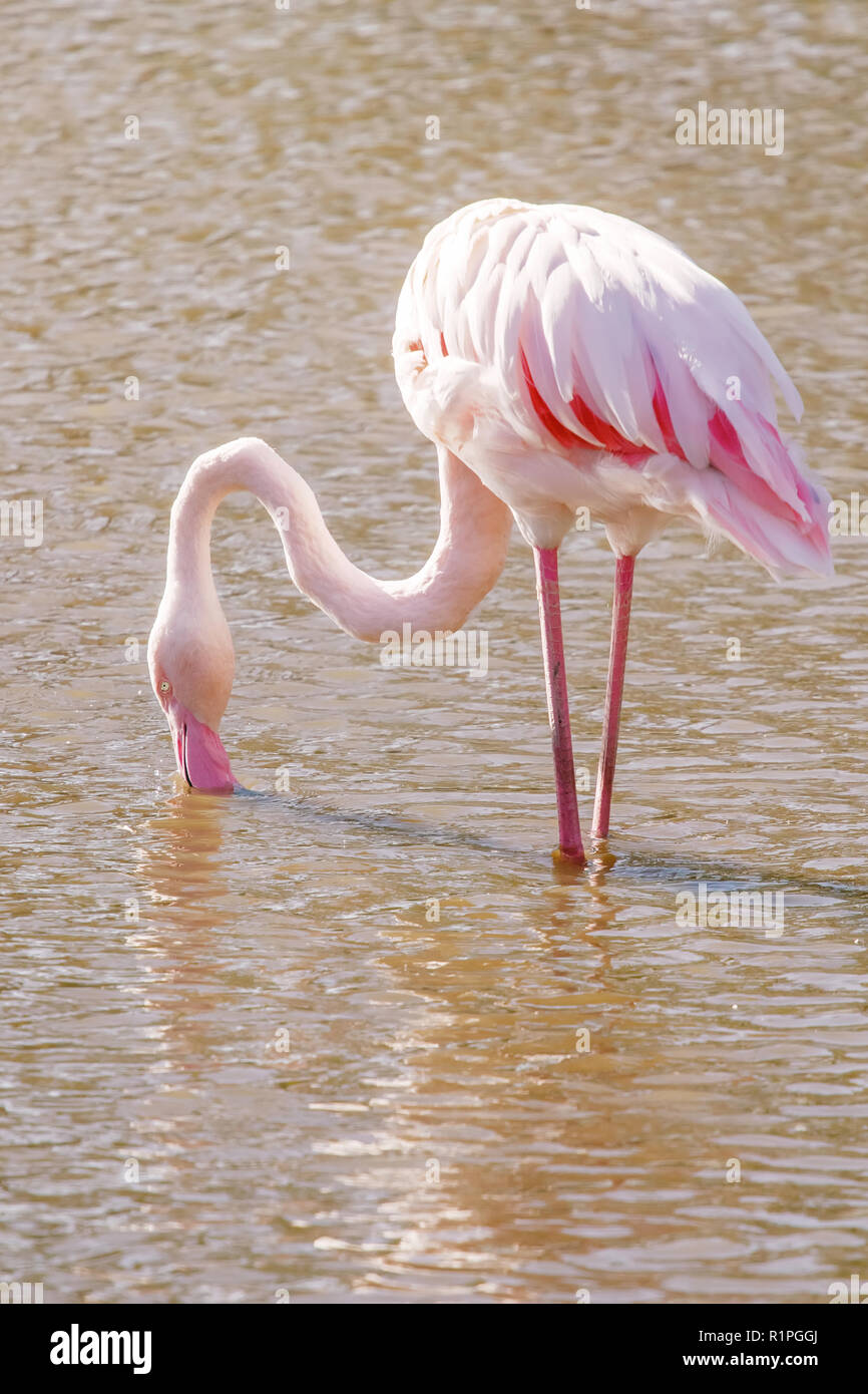 Flamingo de manger dans l'eau, Flamand Rose, flamant rose dans leur  environnement naturel Photo Stock - Alamy