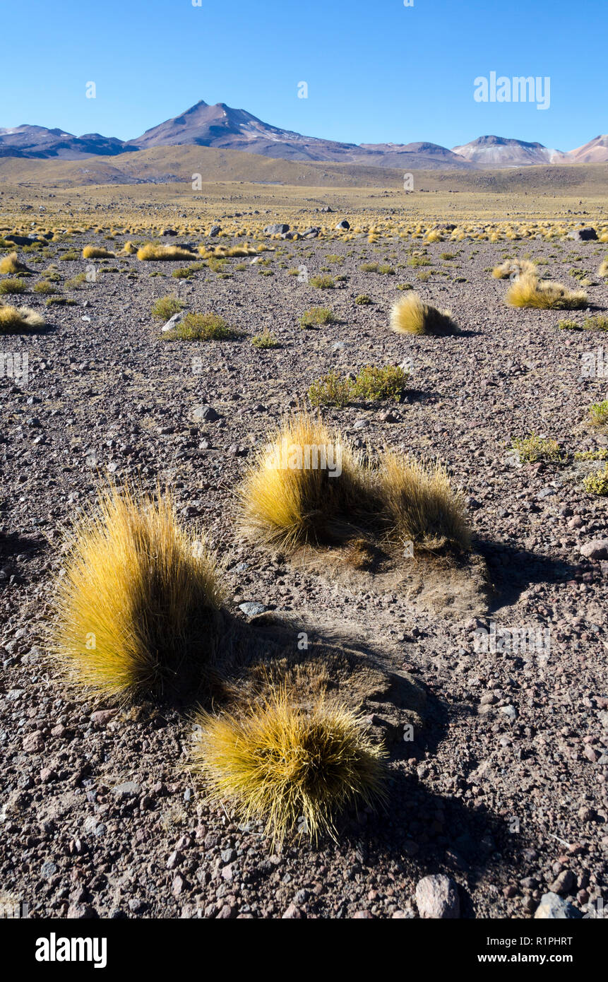 Les volcans et les paysages désertiques, El Taito, près de San Pedro de Atacama, Chili Banque D'Images