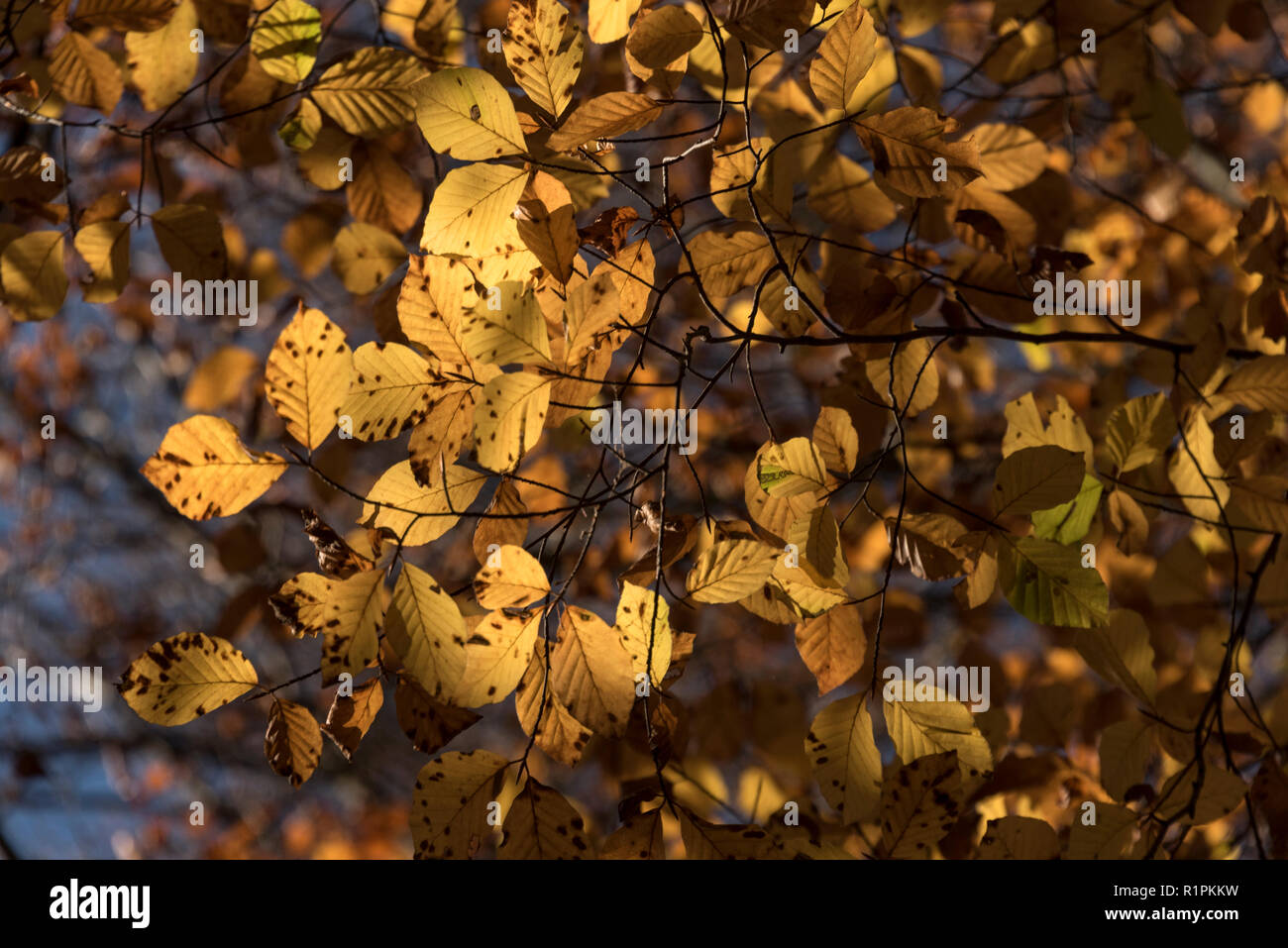 Couleur de l'automne anglais hêtres près de Marlow Buckinghamshire, Angleterre Banque D'Images