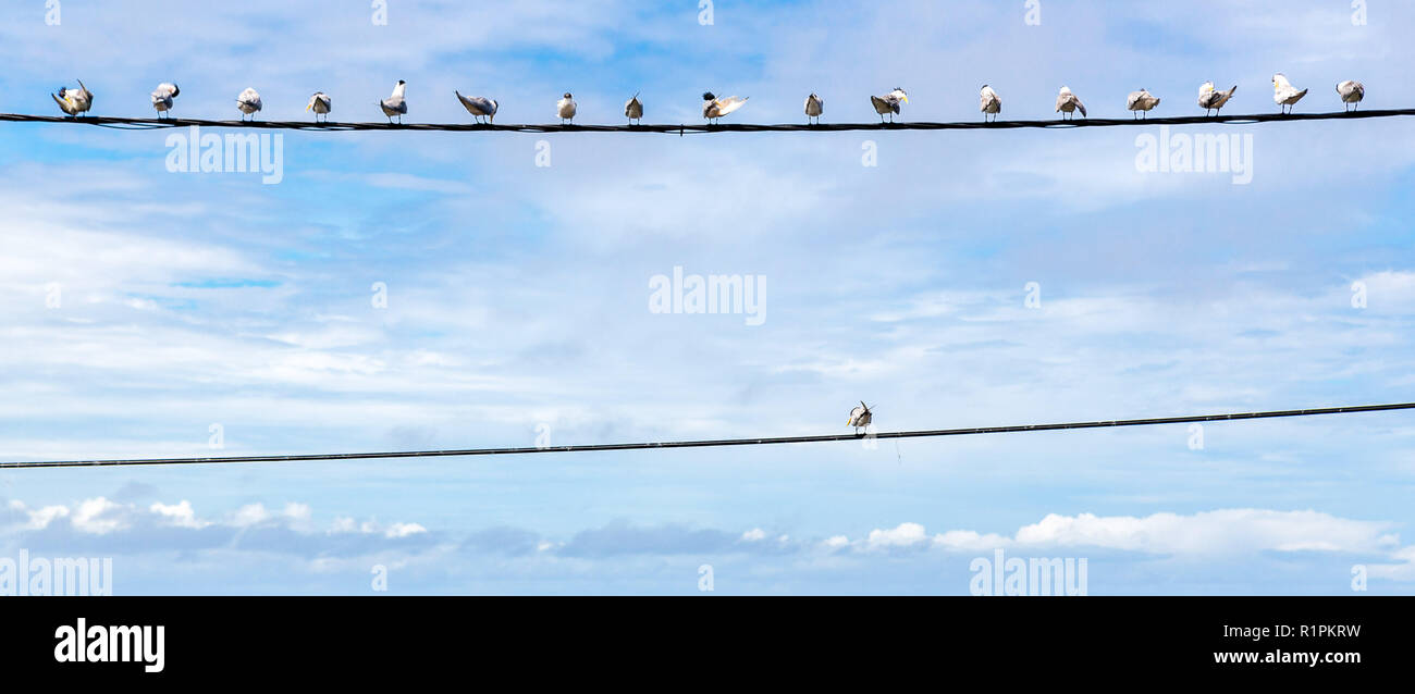 Symbole d'individualité, penser hors de la boîte, penseur indépendant concept ou comme un troupeau d'oiseaux pigeon sur un fil avec une mouette séparé. Banque D'Images