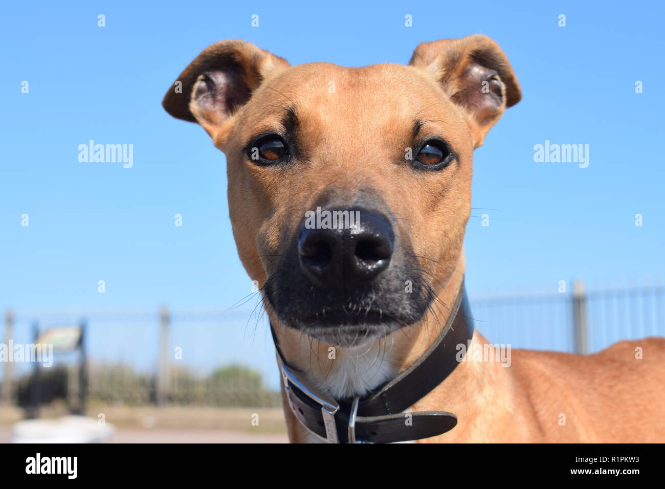 Lurcher, lors d'une promenade Banque D'Images