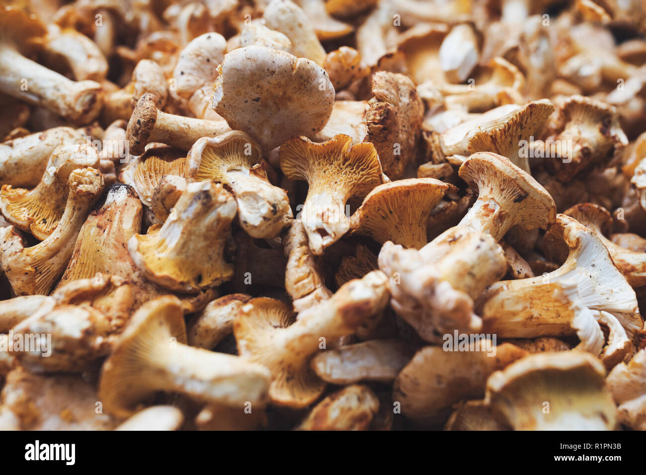 Close up photo de champignons forestiers boletus Banque D'Images