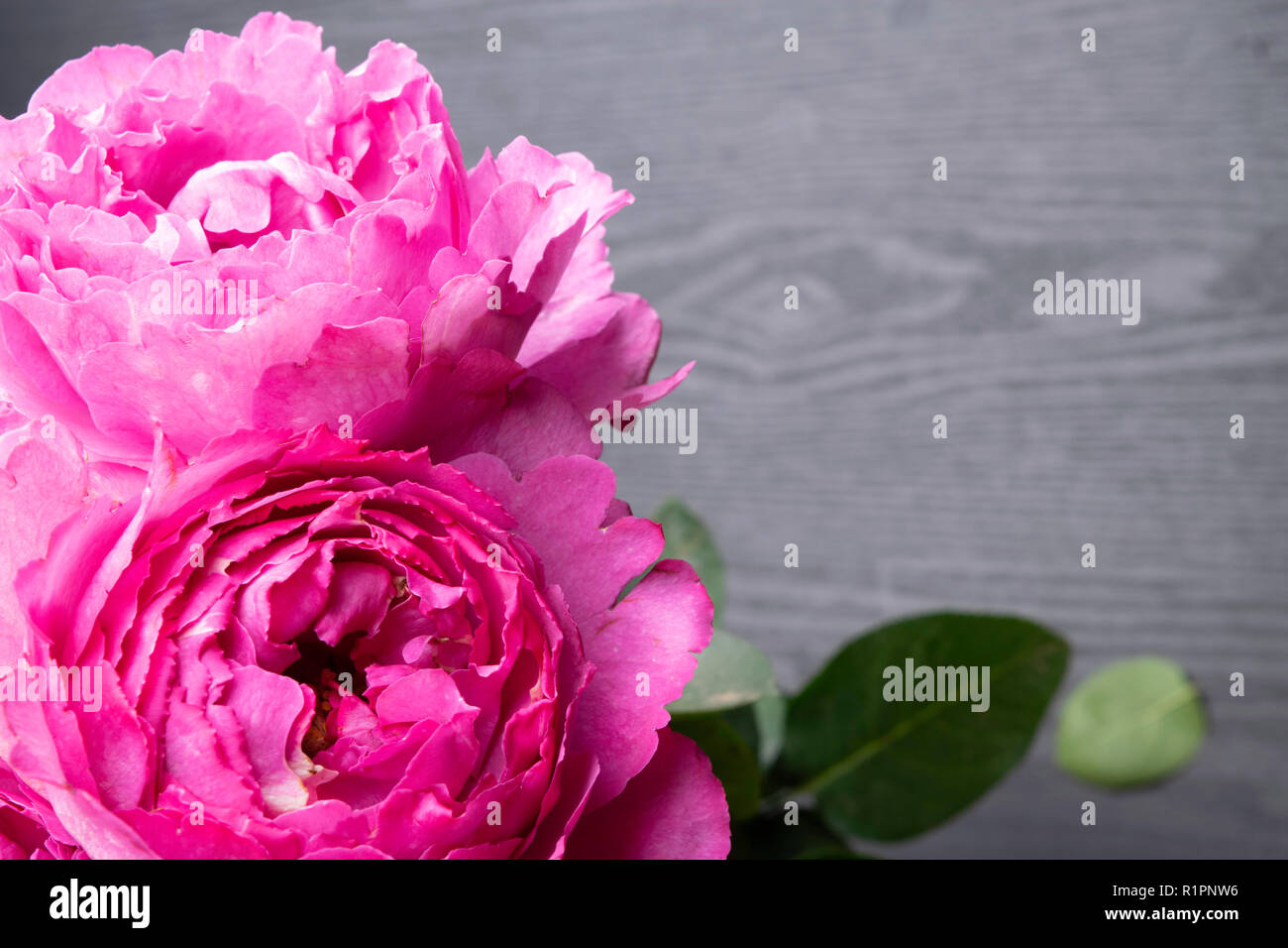 Roses en forme de pion isolé sur fond gris, selective focus. Roses rose en forme de pions. Des fleurs pour la Saint-Valentin et le 8 mars, l'espace de copie, selec Banque D'Images