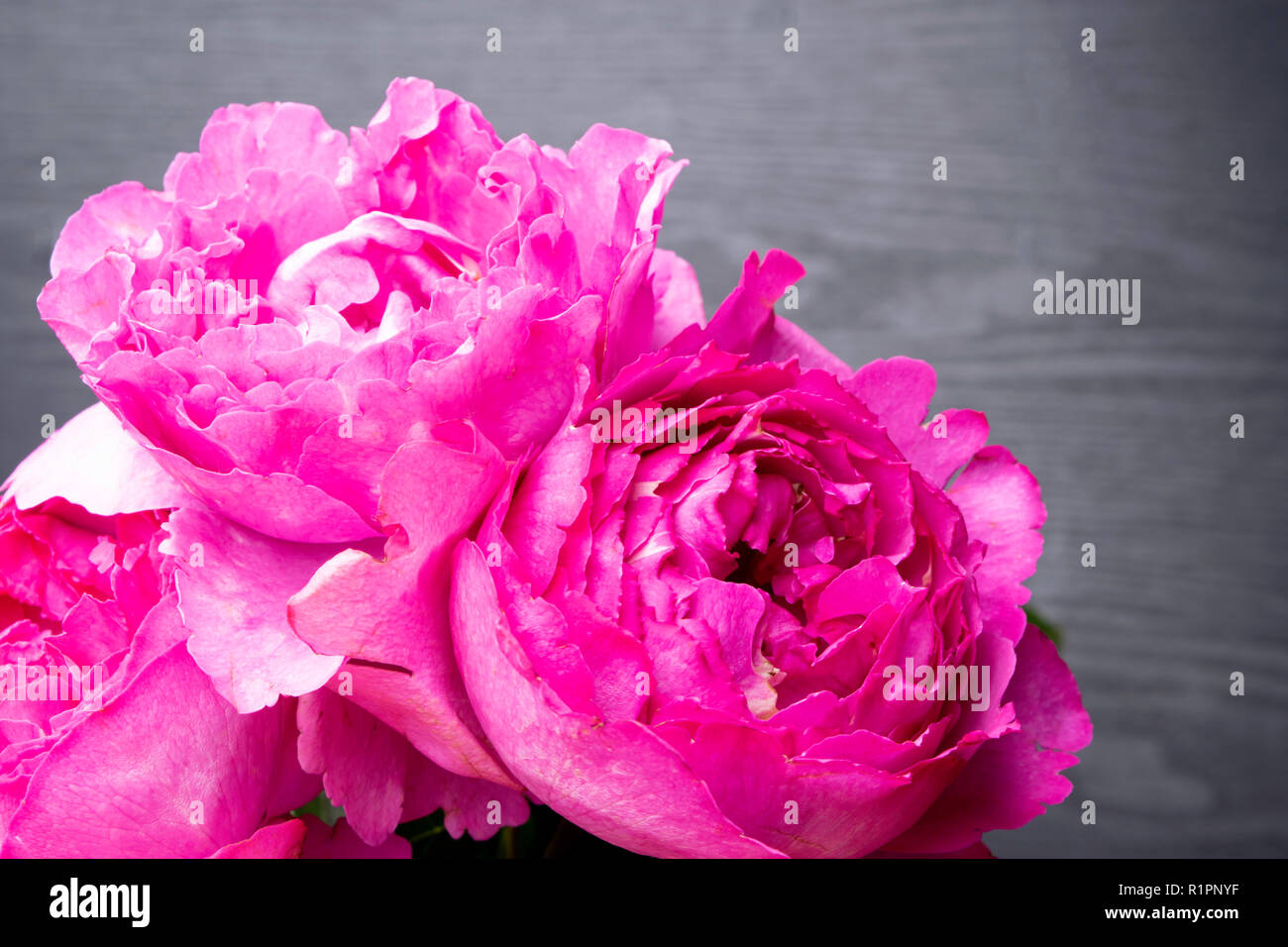 Roses en forme de pion isolé sur fond gris, selective focus. Roses rose en forme de pions. Des fleurs pour la Saint-Valentin et le 8 mars, copy space Banque D'Images