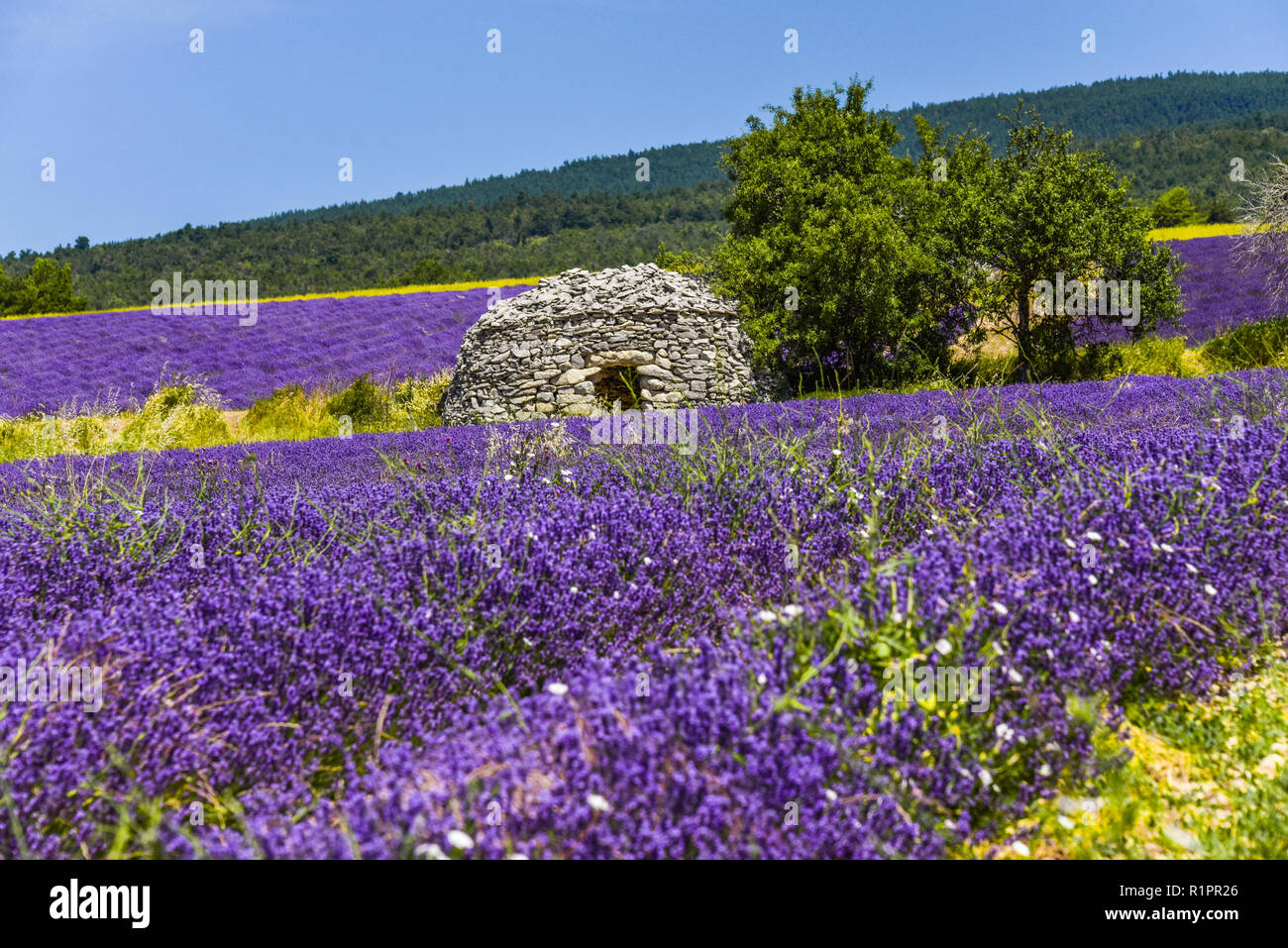 Champ de lavande avec cabane en pierre, village Ferrassières, Provence, France Banque D'Images