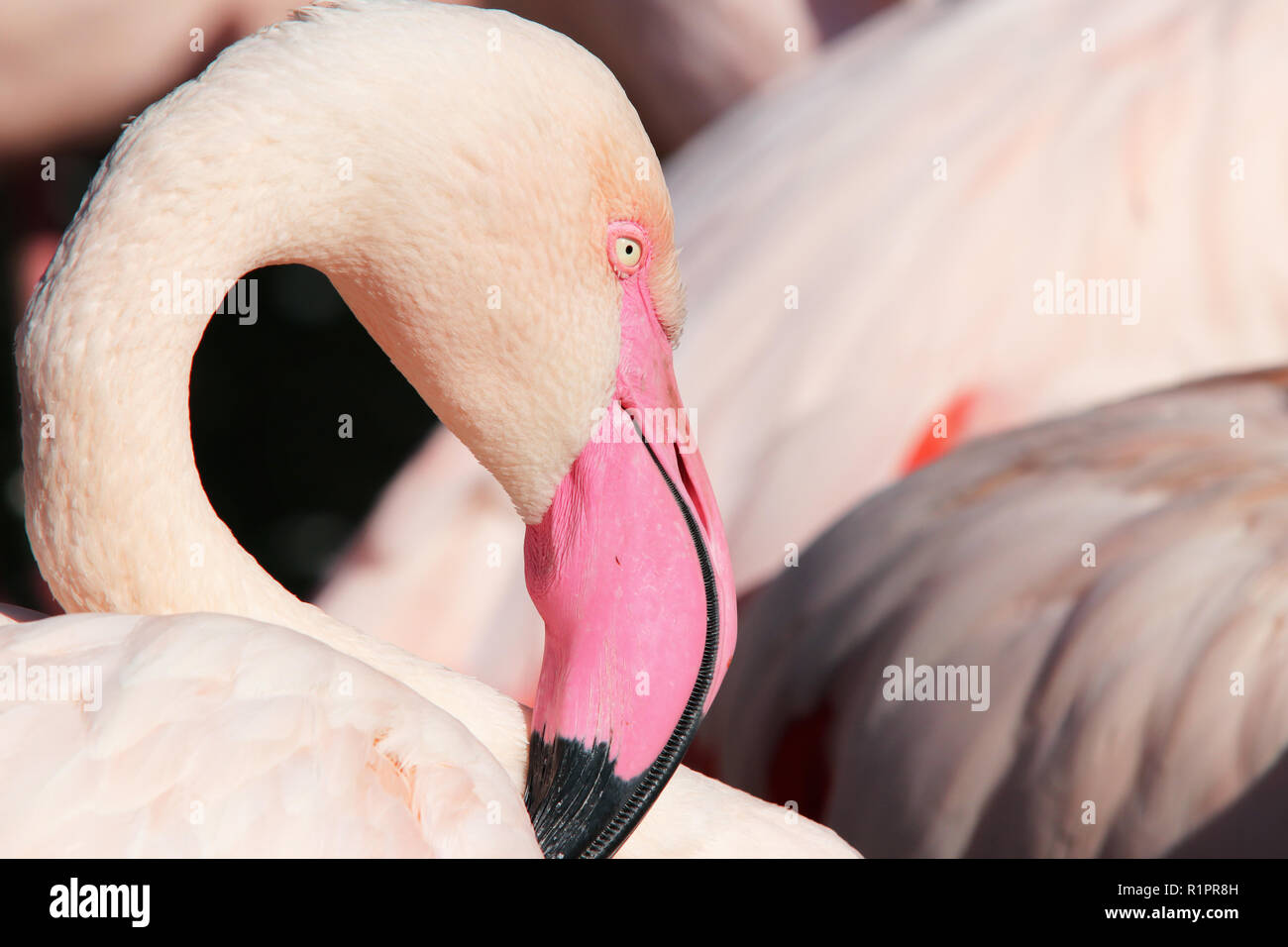Flamingo râpe - gros plan de la tête de flamingo râpe Banque D'Images
