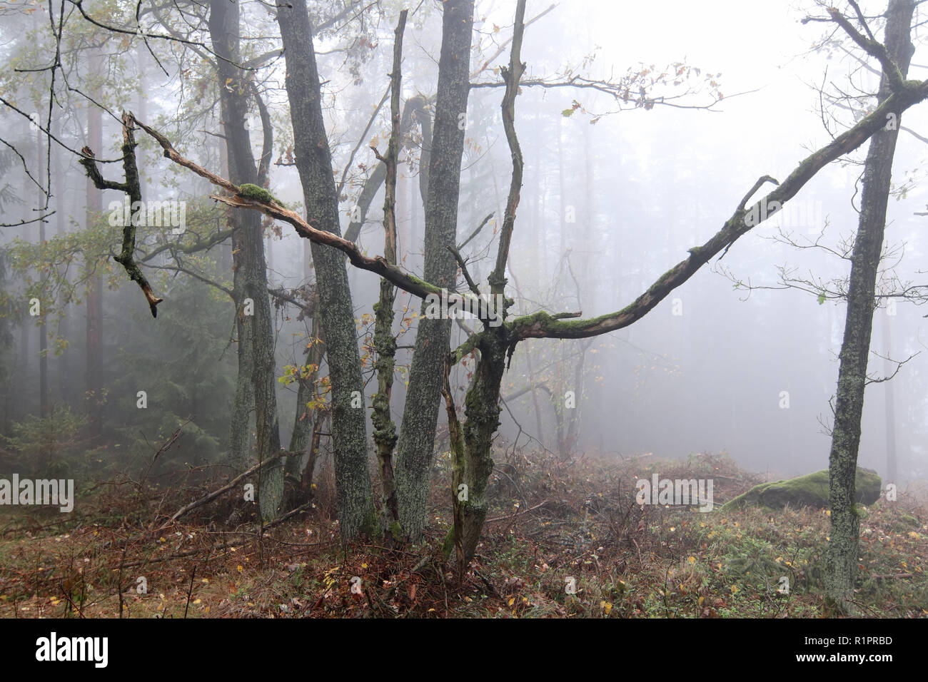 Dans le brouillard automne forêt hantée Banque D'Images