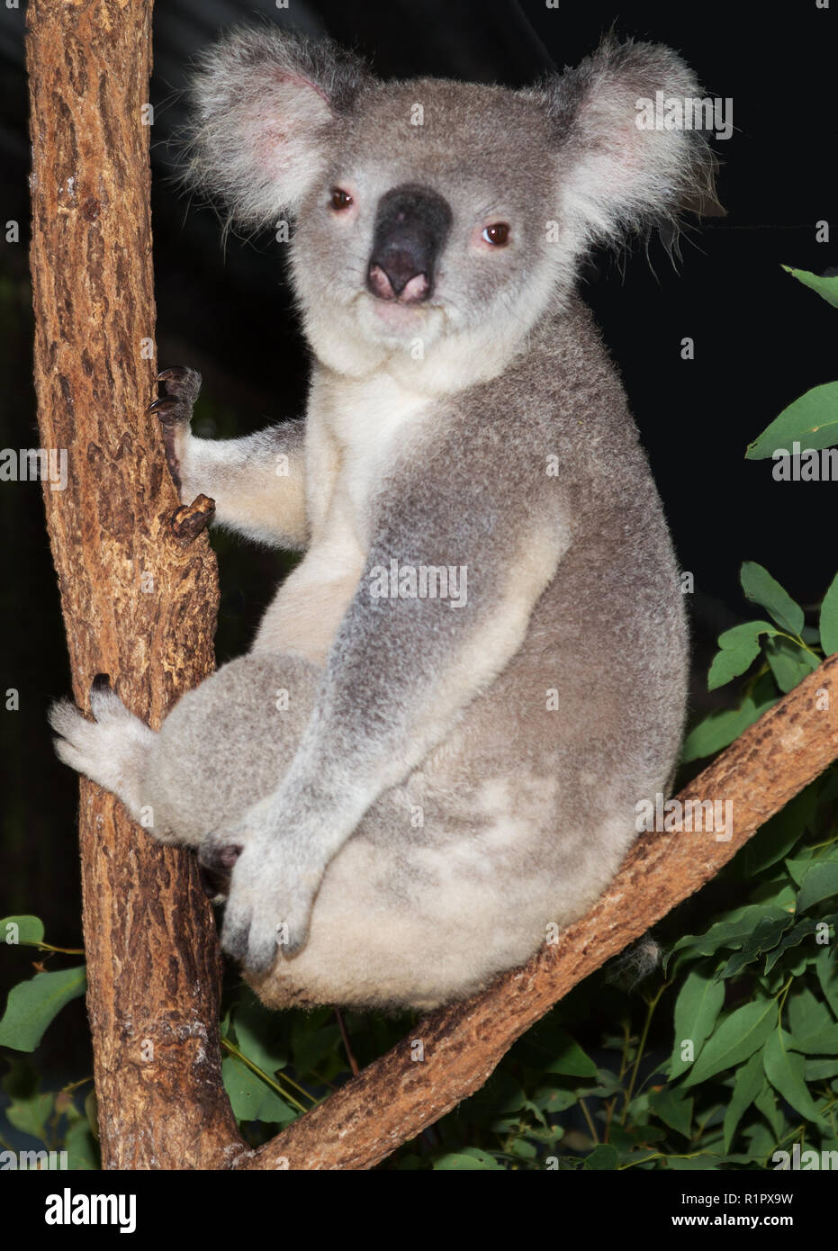 Le Koala d'Australie Banque D'Images