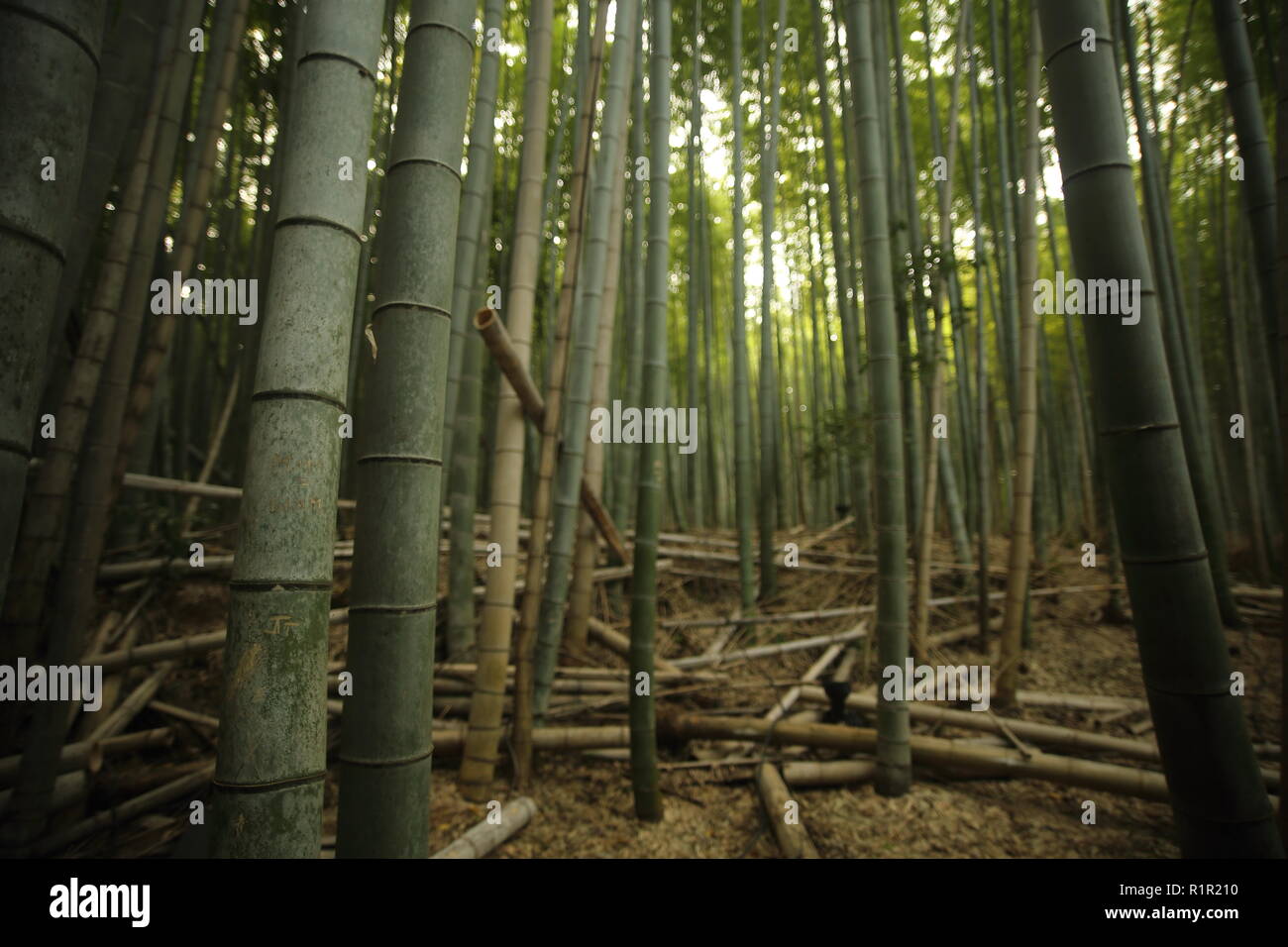 Forêt de bambou, Kyoto Banque D'Images