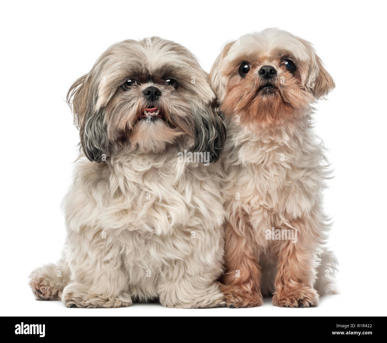 Vieux Shih Tzu, 14,5 ans, et Shih Tzu, 4,5 ans, assis et looking at camera against white background Banque D'Images