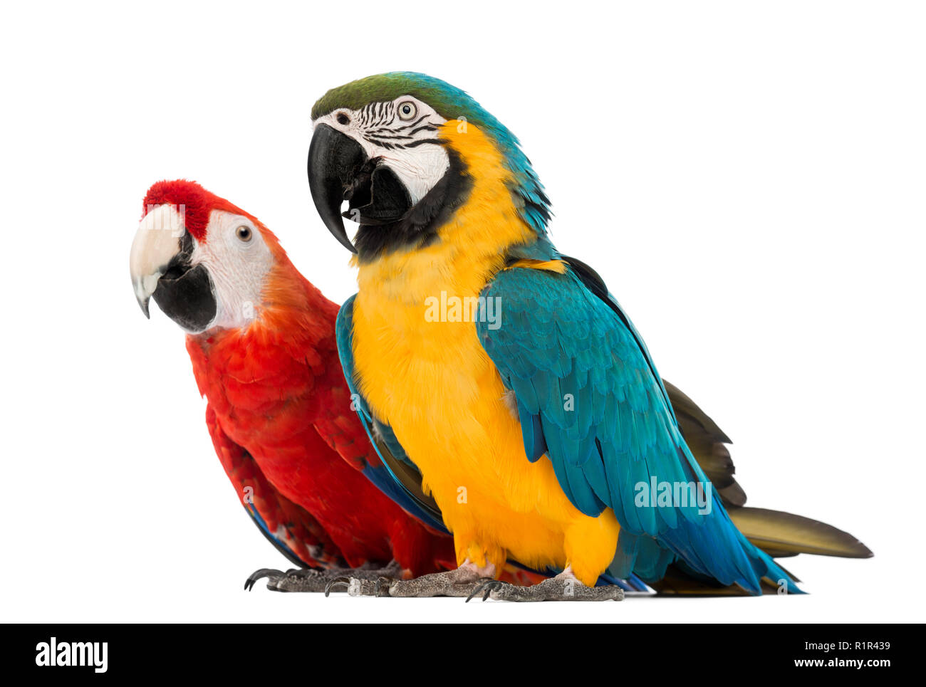 Blue-and-yellow Macaw, Ara ararauna, 30 ans, et l'Ara à ailes vertes, Ara chloropterus, in front of white background Banque D'Images Blue-and-yellow Macaw, Ara ararauna, 30 ans, et l'Ara à ailes vertes, Ara chloropterus, in front of white background Banque D'Images