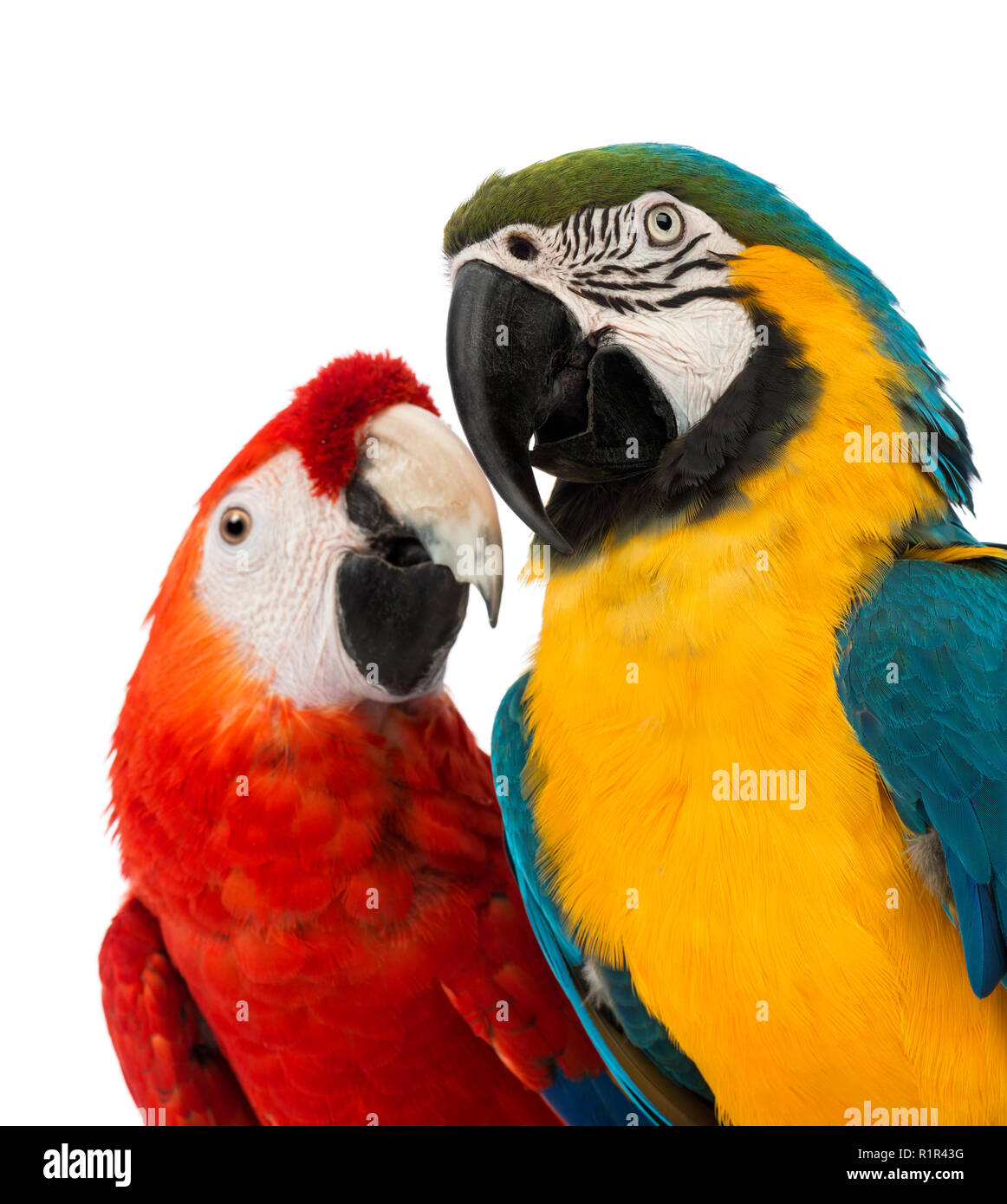 Close-up of a Blue-and-yellow Macaw, Ara ararauna, 30 ans, et l'Ara à ailes vertes, Ara chloropterus, in front of white background Banque D'Images Close-up of a Blue-and-yellow Macaw, Ara ararauna, 30 ans, et l'Ara à ailes vertes, Ara chloropterus, in front of white background Banque D'Images