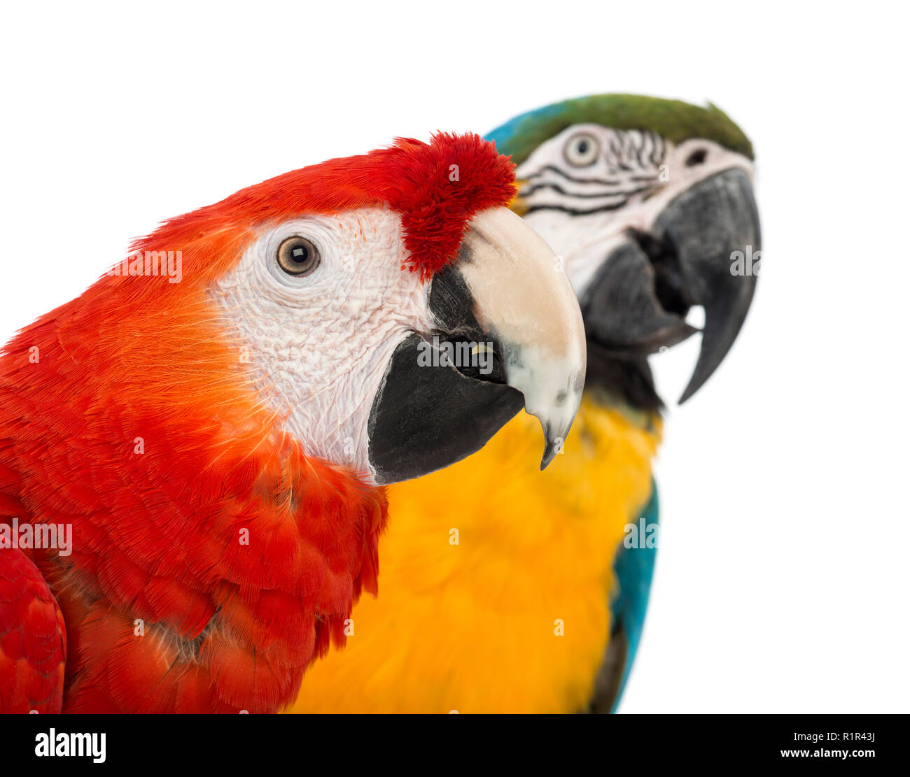 Close-up of a Blue-and-yellow Macaw, Ara ararauna, 30 ans, et l'Ara à ailes vertes, Ara chloropterus, in front of white background Banque D'Images Close-up of a Blue-and-yellow Macaw, Ara ararauna, 30 ans, et l'Ara à ailes vertes, Ara chloropterus, in front of white background Banque D'Images