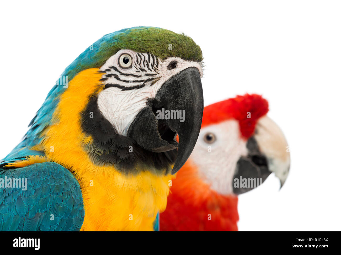 Close-up of a Blue-and-yellow Macaw, Ara ararauna, 30 ans, et l'Ara à ailes vertes, Ara chloropterus, in front of white background Banque D'Images Close-up of a Blue-and-yellow Macaw, Ara ararauna, 30 ans, et l'Ara à ailes vertes, Ara chloropterus, in front of white background Banque D'Images