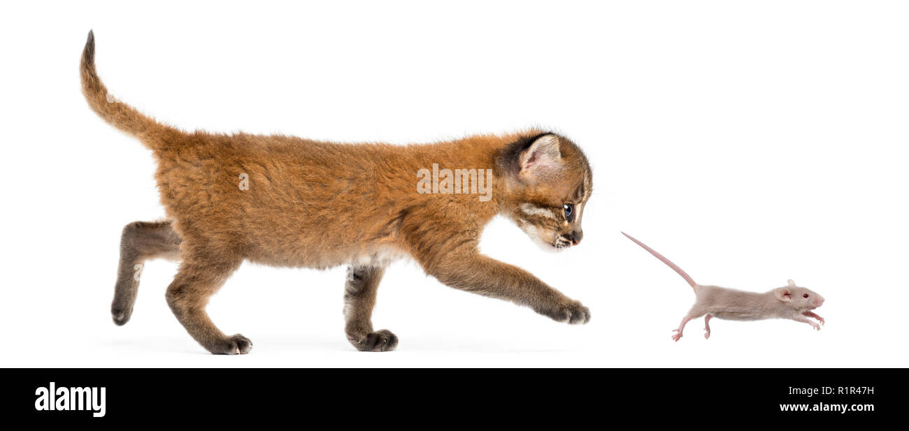Vue latérale d'un chat doré d'Asie à la poursuite d'un jeune souris, isolated on white Banque D'Images