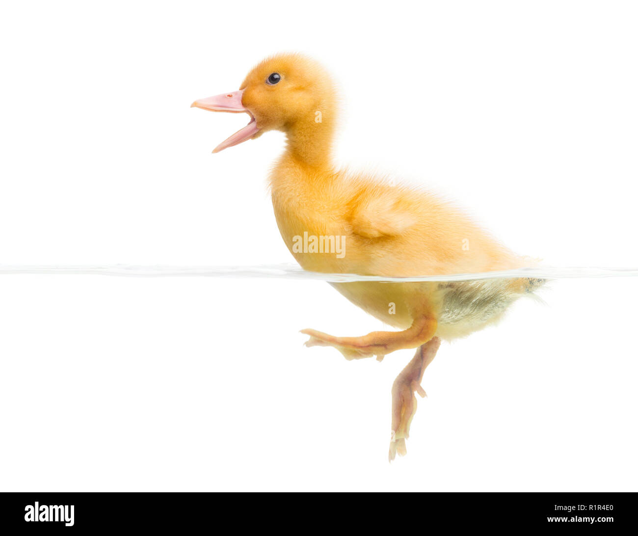 Canard (7 jours) la natation et quacking, isolated on white Banque D'Images Canard (7 jours) la natation et quacking, isolated on white Banque D'Images